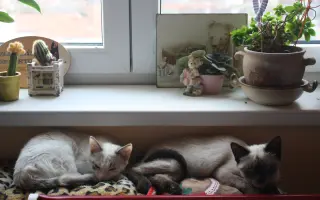Příběh Jeníčka a Mařenky