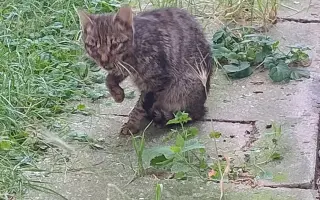 Ošetření a pomoc kočkám z ulice