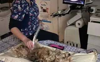 Voříškov prosí o pomoc pro psí útulkáče, poničku Babuňu, kočky a další zvířátka