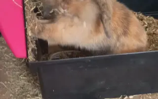 Sbírka na operaci Králíčka Muffina