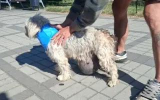 Pomozme pejskům a kočičkám se startem do lepšího života