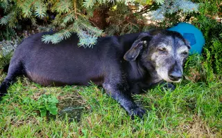 Pomoc na léčbu pro Artíka