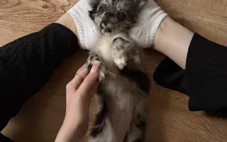 Pomozte Nixie znovu běhat