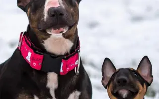 Vendulka a vánoční zázrak