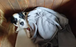 Pejskové v útulku prosí o vaši pomoc