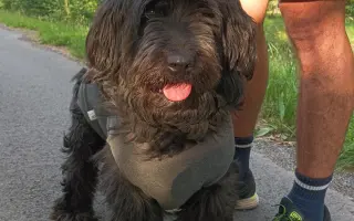 Veterinární pomoc naším svěřencům
