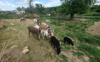 Pomozte nám dát zvířatům bezpečný domov. Zachránit nestačí.