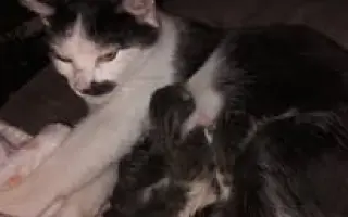 Sbírka na veterinární ošetření pro 30 koťat z Kralup a okolí.