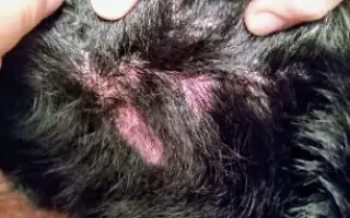 POMOC PRO FOXÍČKA, ASPENA A TAFFY-JACKA