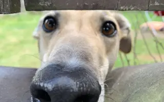 Prosíme o pomoc Tequile po operaci plíce, aby mohla dále skotačit