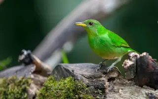 Amazonie volá o pomoc: zachraňme tisíce druhů zvířat a rostlin před těžaři