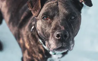 Pomozte s námi čtyřnohým seniorům