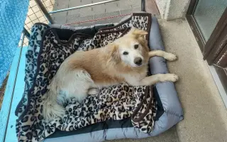 FOXY čekal 10 let na domov. Konečně ho našel. Teď bojuje o život.