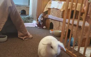 Pomozme králíčkovi Monince k životu bez bolesti