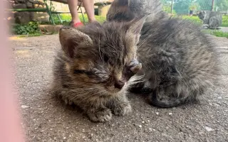 Zachraňme 2 miliony koťat