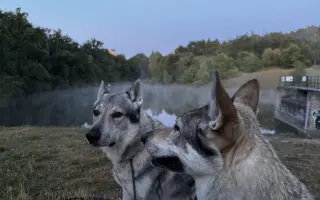 Akéla má ještě chuť žít