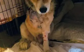 POMOC PRO FOXÍČKA - ZDRAVÝ DECH A PROTÉZA