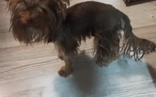 Bojovník Bertík vážící pouhé 1 kilo