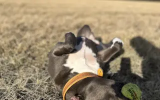 Dobbyho invalidní vozíček a rehabilitace