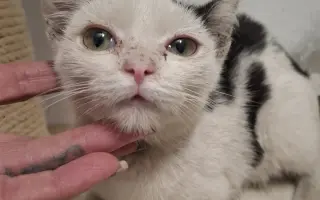 Pomoc pro kočky a koťátka Kočky u Katky