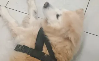 FOXY čekal 10 let na domov. Konečně ho našel. Teď bojuje o život.