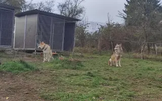 Trvalý domov pro Luckyho