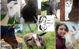 NAKRM ZVÍŘE V NOUZI