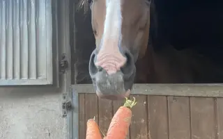 Záchrana oka malé kobylky