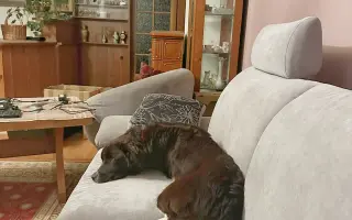 Pomozte Lokimu žít plnohodnotný život