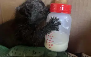 Pomohli jste uhradit veterinární péči pro kočičky z Kočičího štěstí, z.s.