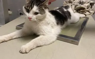 ❣️FUNGOVÁNÍ LIGY NA OCHRANU ZVÍŘAT - VETERINÁRNÍ PÉČE PRO KOČKY V NOUZI⚕️👩‍⚕️