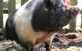 Druhá šance pro stará a nemocná zvířata