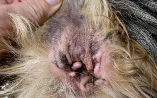 Voříškov prosí o pomoc pro psí útulkáče, poničku Babuňu, kočky a další zvířátka