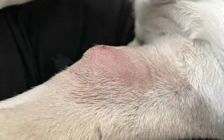 Pomoc pro Kuky a Kony