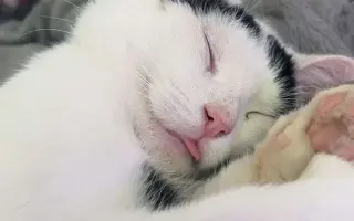 Pomohli jste dát druhou šanci kočkám z lázní