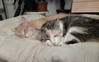 Velké srdce kočičí mámy. Pomozme Mamině s chemoterapií.