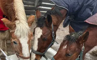 Pomocník pro Vrbovou stáj - místo naděje a zázraků pro týraná a opuštěná zvířata