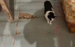 Pomozme paní Jančové a útulku Konec Toulání