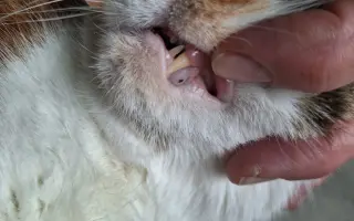 9 nalezených Lásek