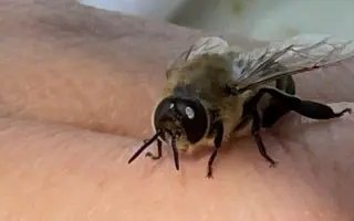 Noc v náruči včel: Postavme Apidomek pro váš dokonalý relax 🐝✨