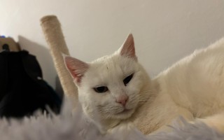 Podpořte Luminku, aby mohla konečně zkusit žít bezstarostný a spokojený život