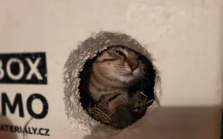 Staňte se nadějí pro kočičky bez domova