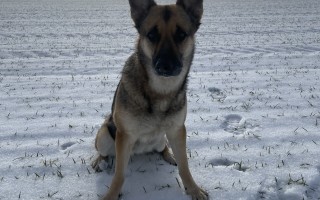 Sedmiletá Arnika se na důchod ještě necítí