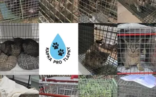 Pomoc pro spolek Kapka pro tlapky