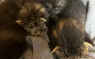 ZACHRAŇME KOŤÁTKA PŘED ZIMOU!