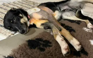 Podpora pro mladého farmářského psa po operaci OCD