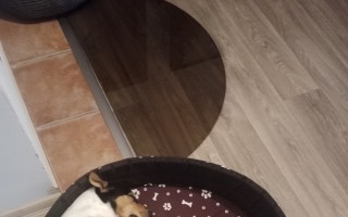 Pomozte Piškotkovi s léčbou