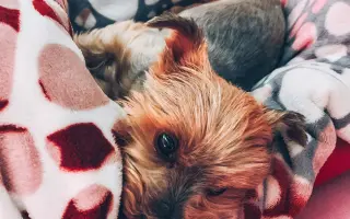 Sofinka - malý pejsek s velkým srdcem bojuje o život