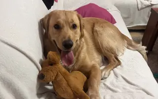 Malý Timmy si zaslouží život bez bolesti