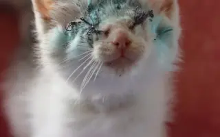 Dej šanci bezbranným psům a kočkám ve spolku Pet Heroes z.s.